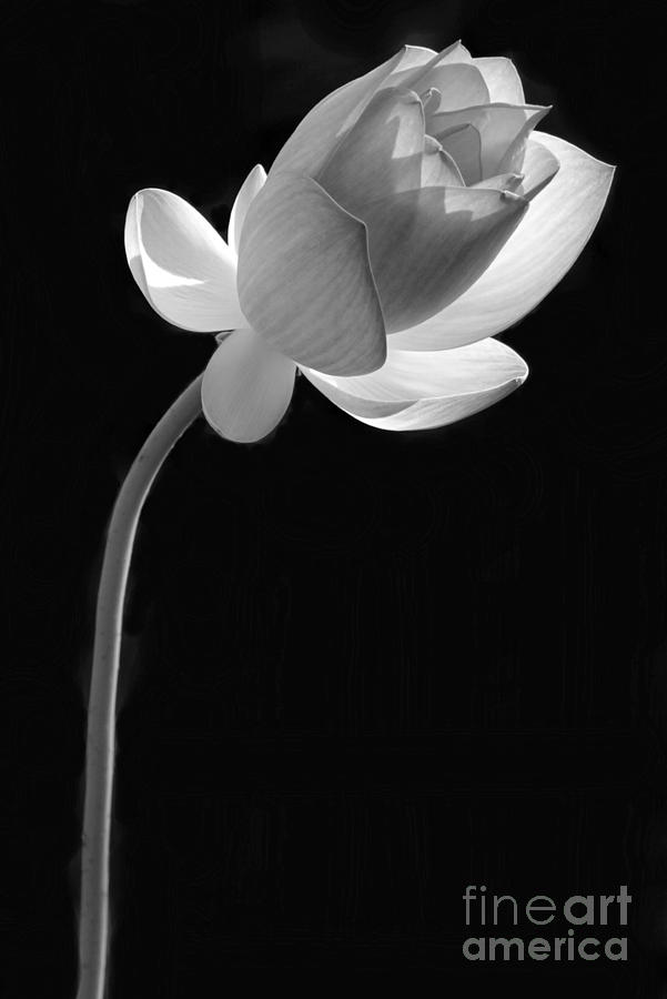 Black And White Photograph - One Lotus Bud by Sabrina L Ryan