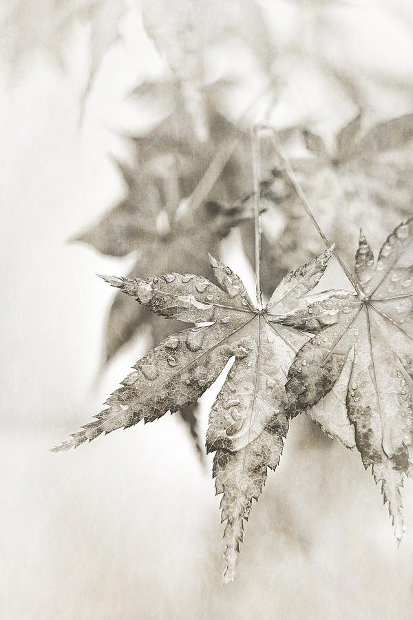 Fall Photograph - One Misty Moisty Morning by Caitlyn  Grasso