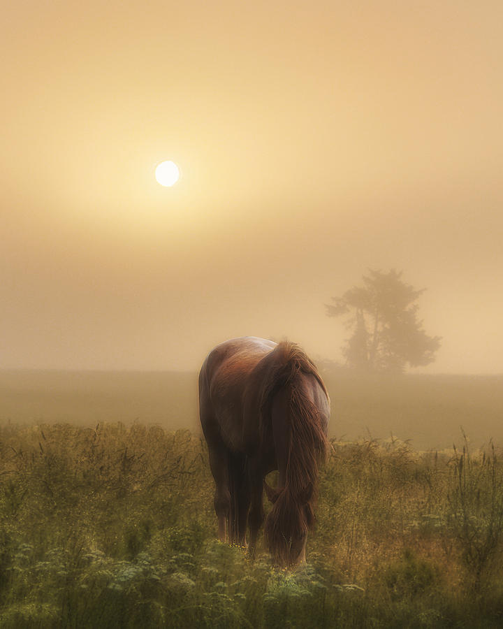 Horse Photograph - One Misty Morning by Ron  McGinnis