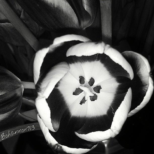 One More Black And White Tulip! Photograph by Percy Bohannon