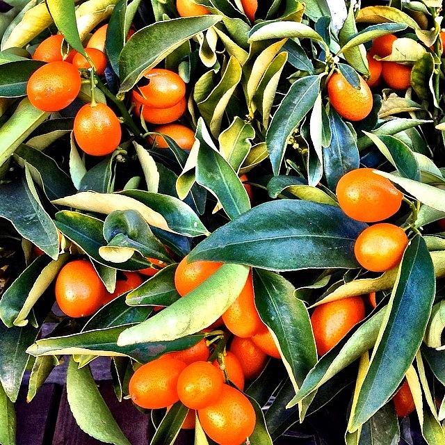 Kumquats Photograph by Julie Gebhardt