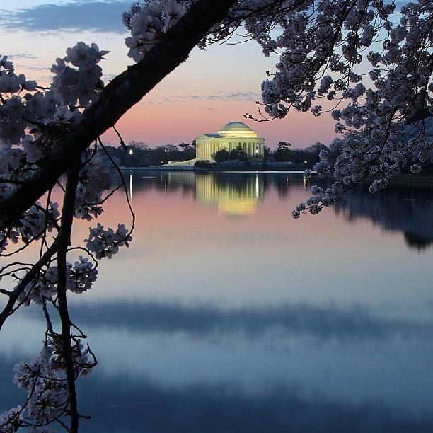 Cherryblossom Photograph - One More (just Cant Help It) by Loren Southard