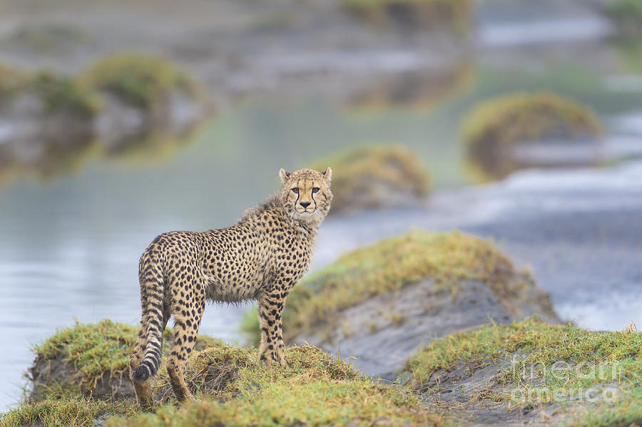 Wildlife Photograph - One More Look - Cheetah Cub by Sandra Bronstein