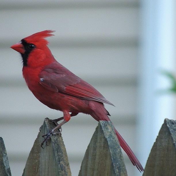 Wildlife Photograph - One More Of The #cardinal #red #redbird by Robb Needham
