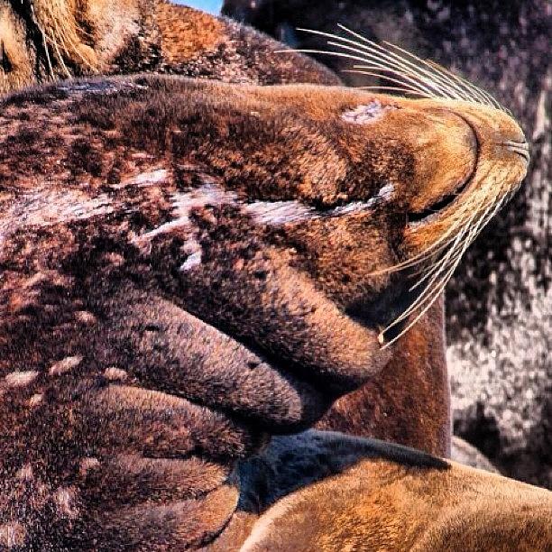 Lion Photograph - One More #sea #lion #whiskers by Sylvain  Giroux 