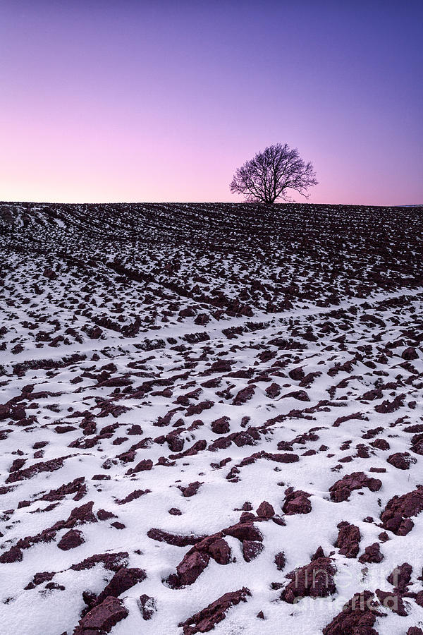 Sunset Photograph - One more tree by John Farnan