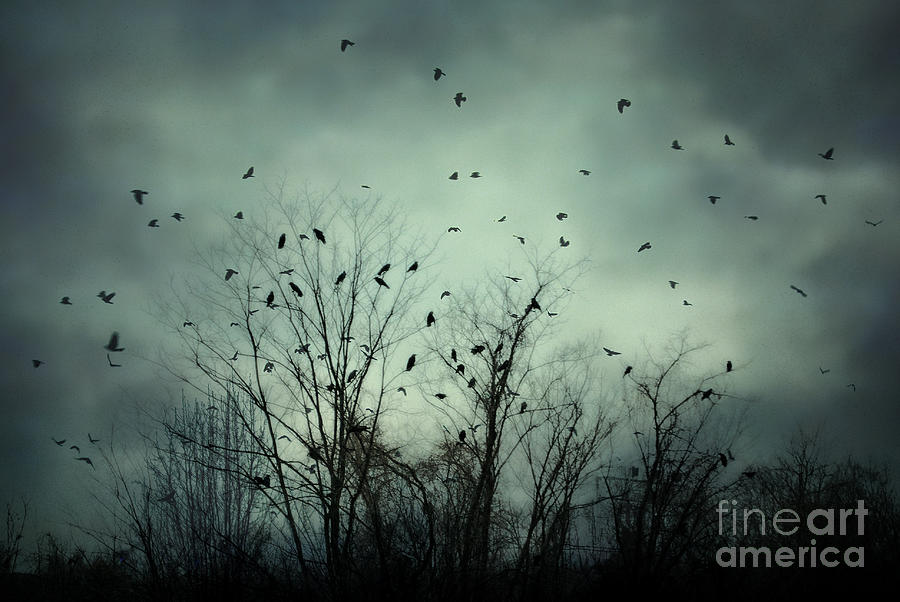 Crow Photograph - One November Night by Sharon Kalstek-Coty