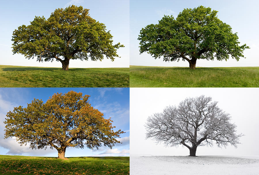 One Oak - Four Seasons Photograph by Vandervelden