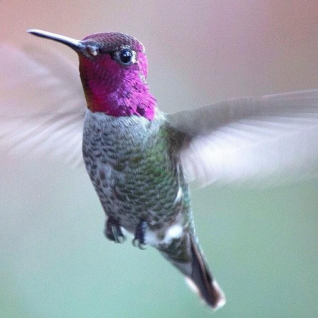 Hummingbird Photograph - One Of My Little Guys Between Raindrops by Patty Warwick