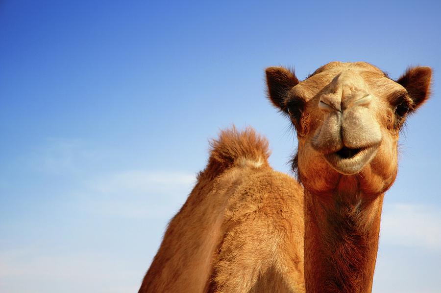 One Of My Models Camels Portrait Photograph by Stefano Gambassi