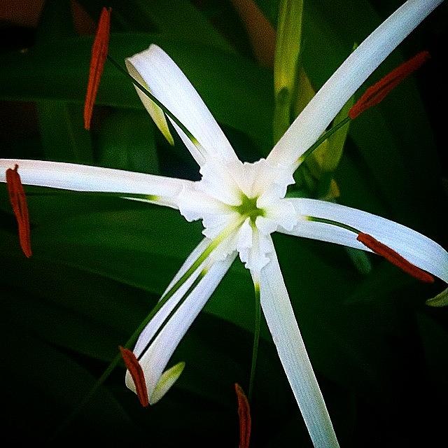 One Of My Star Lillies Opened Just Now Photograph by Amber Beasley
