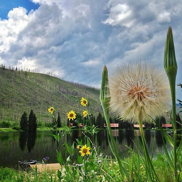One Of The Biggest Dandelions Ive Photograph by Tyler Rice