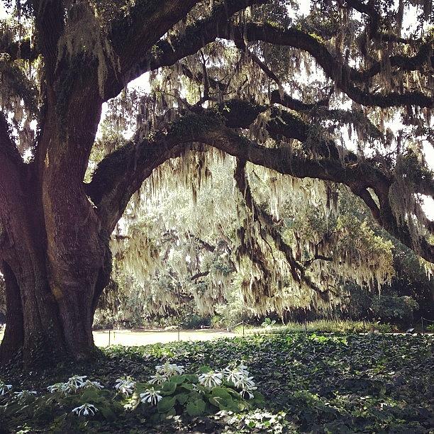 Nature Photograph - One Of The Biggest/oldest Oaks In The by Melissa Evans