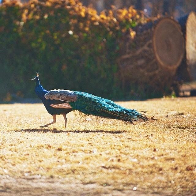 One Of The Neighborhood Peacocks Hopped Photograph by Danny Lemaire