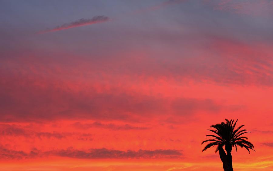 One Palm at Sunset Photograph by Mark Mitchell