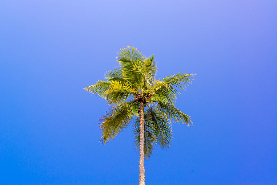 Nature Photograph - One Palm Tree by Jess Kraft