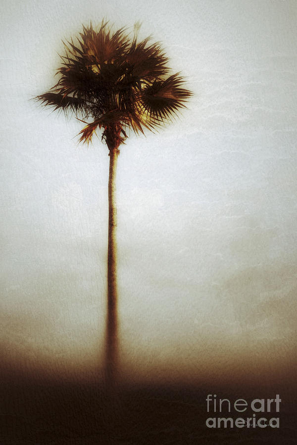 One Palm Tree-no1 Photograph by Darla Wood