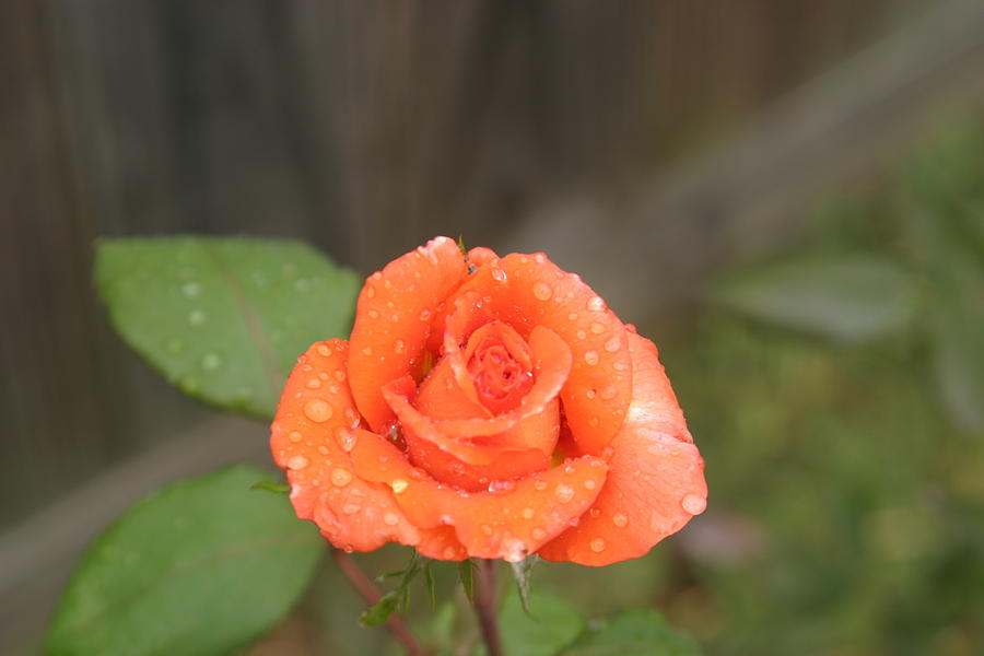 One Perfect Rose Photograph by Max Strycharske - Fine Art America