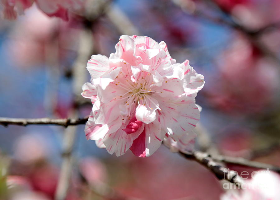 Spring Photograph - One Pink Blossom by Carol Groenen