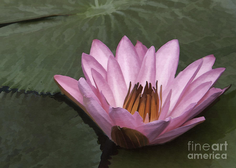 One Pink Lily Photograph by Sharon Foster