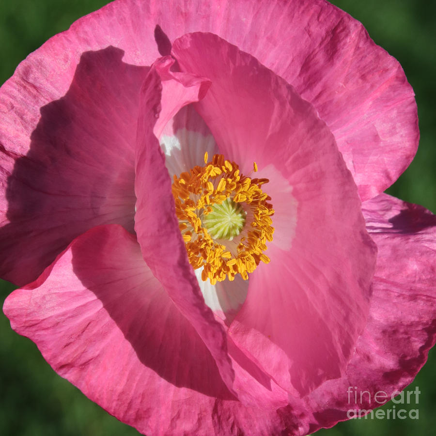 Poppy Photograph - One Pink Poppy by Carol Groenen