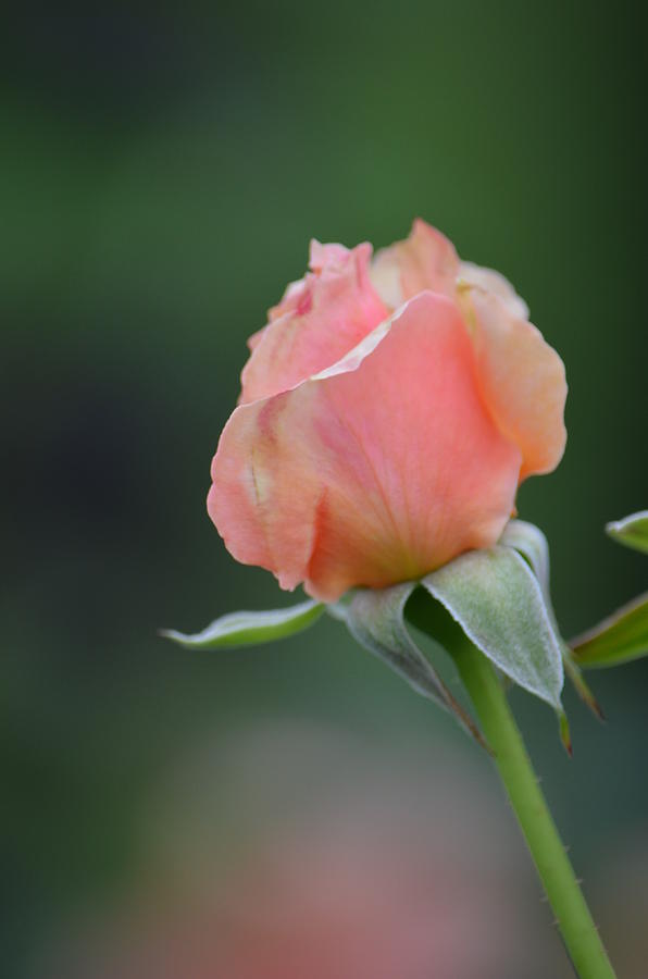 One pink rosebud by Anne Boyes One pink rosebud by Anne Boyes