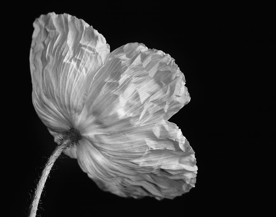 One Poppy Photograph by David and Carol Kelly