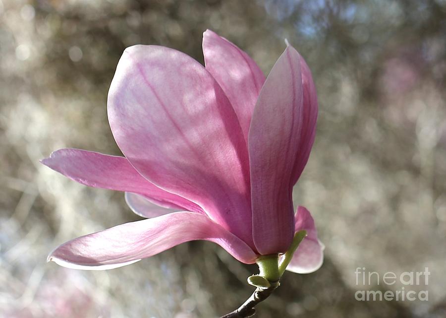 One Pretty Pink Magnolia Photograph by Carol Groenen