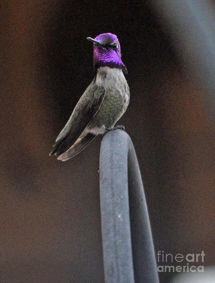 One Proud Bird Photograph by Jay Milo