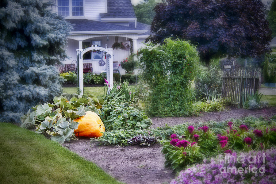 One Pumpkin in the Garden Photograph by David Arment