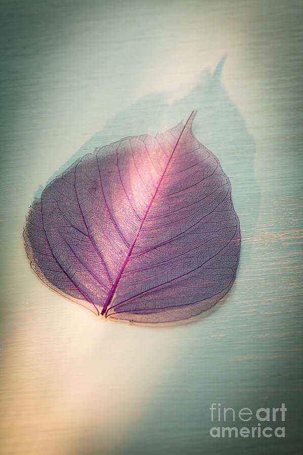 Still Life Photograph - One Purple Leaf by Jan Bickerton