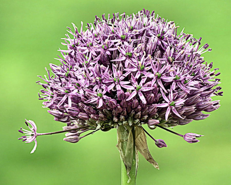 One Purple Sensation Allium Photograph by Janice Drew