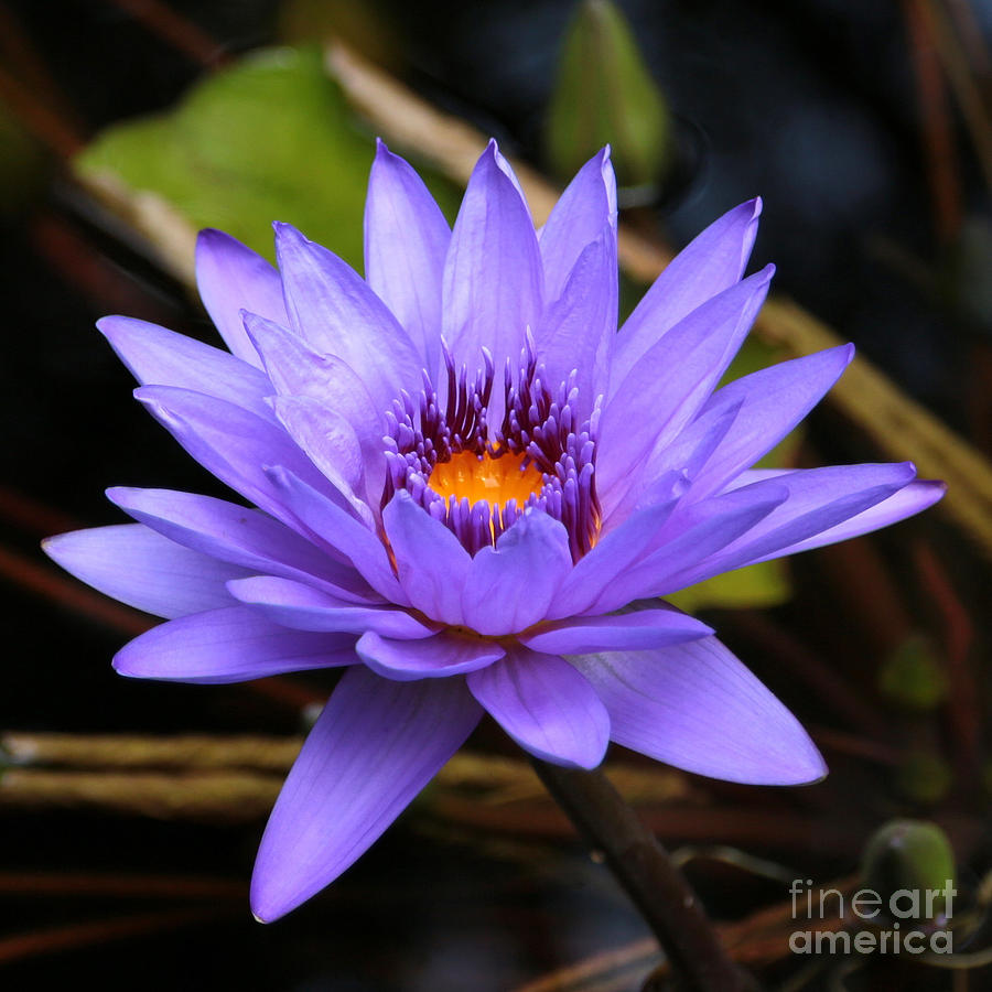 One Purple Water Lily Photograph by Carol Groenen