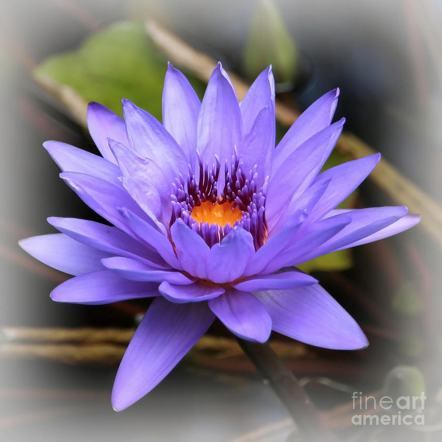 One Purple Water Lily With Vignette Photograph