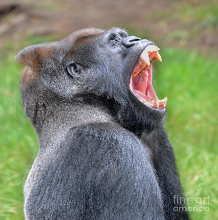 Ape Photograph - One Really Big Yawn  by Jim Fitzpatrick