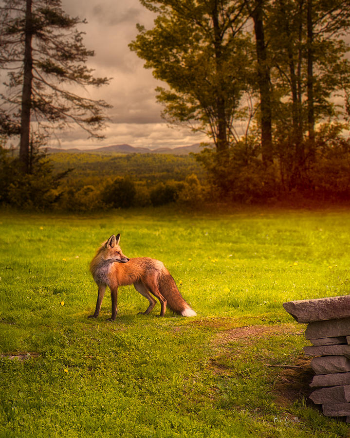 One Red Fox Photograph by Bob Orsillo