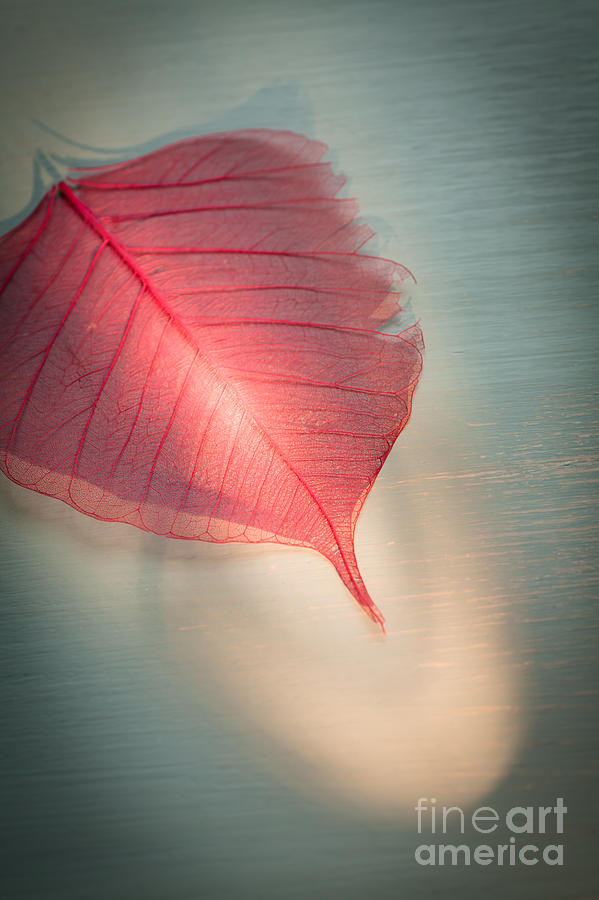 Still Life Photograph - One Red Leaf by Jan Bickerton