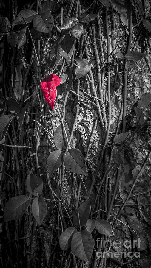 Black And White Photograph - One Red Leaf by Marvin Spates