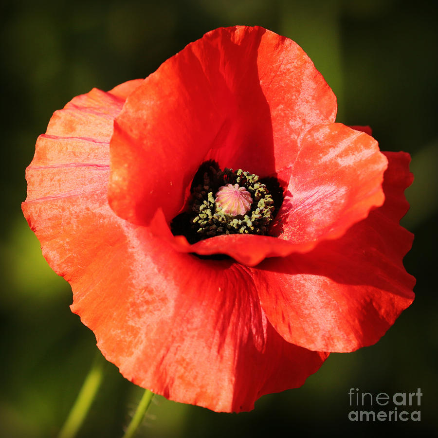 Poppy Photograph - One Red Poppy by Carol Groenen