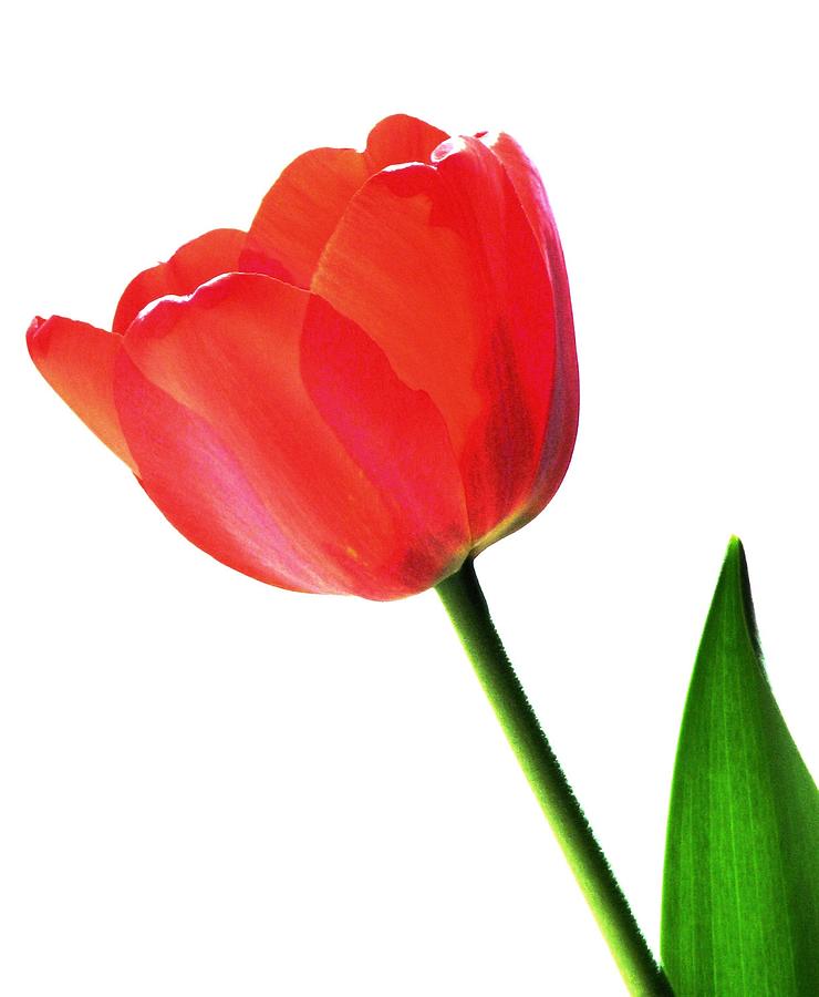 One Red Tulip Photograph by Angela Davies