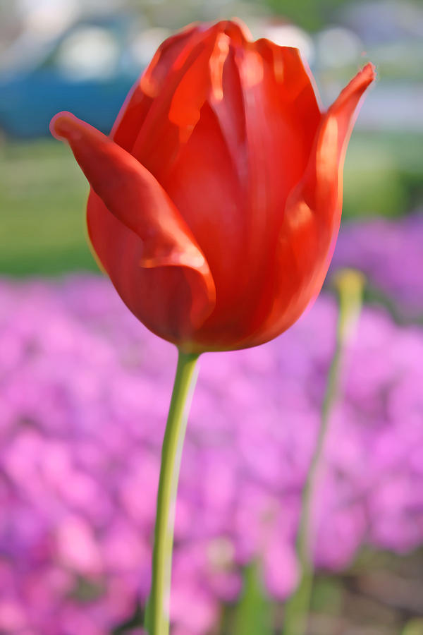 One Red Tulip Photograph by Barbara Dean