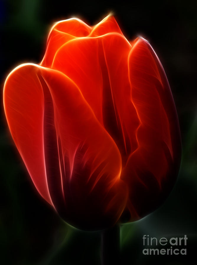 Tulip Photograph - One Red Tulip by Bob Christopher