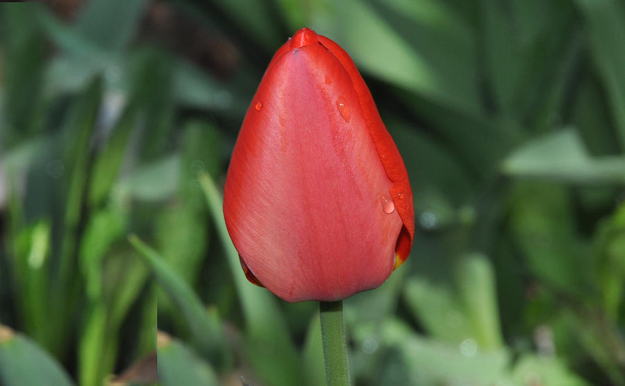 One red tulip Photograph by Diane Lent