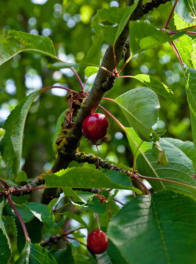 One Ripe Cherry Photograph by Tikvahs Hope