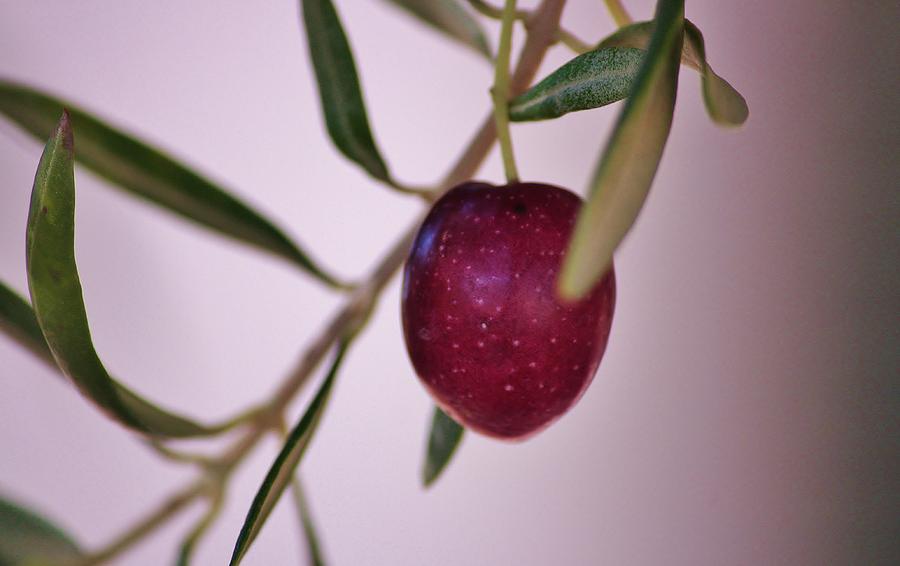 One Ripe Olive Photograph by Marcia Breznay