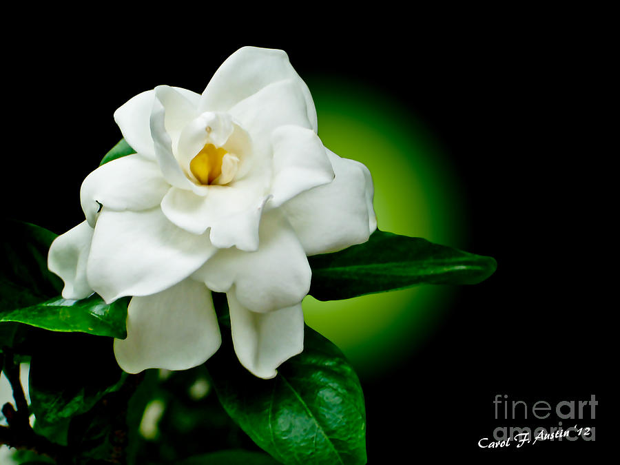 Nature Photograph - One Sensual White Flower by Carol F Austin