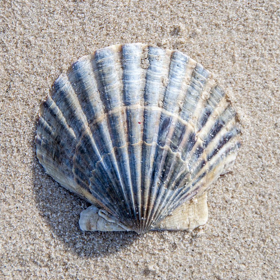One Shell Photograph by Cathy Kovarik