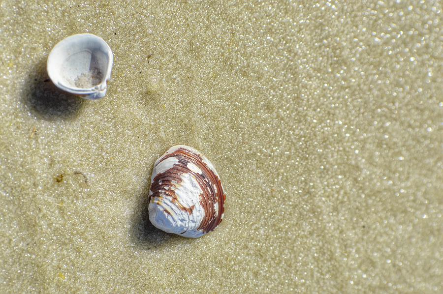 One Shell Two Shells Photograph by Tiffany Anthony - Fine Art America