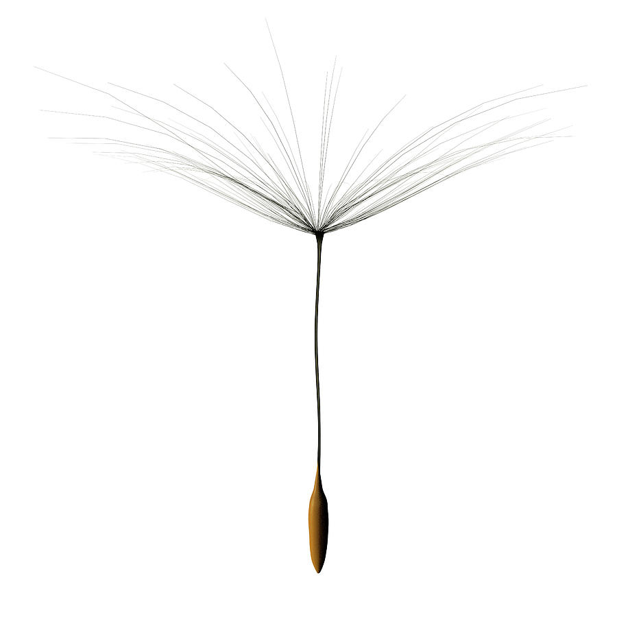 One Single Dandelion Seed Cutout On Photograph by Artpartner-images