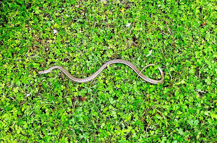 One Six Different BC Garter Snakes Photograph By Will LaVigne - Pixels